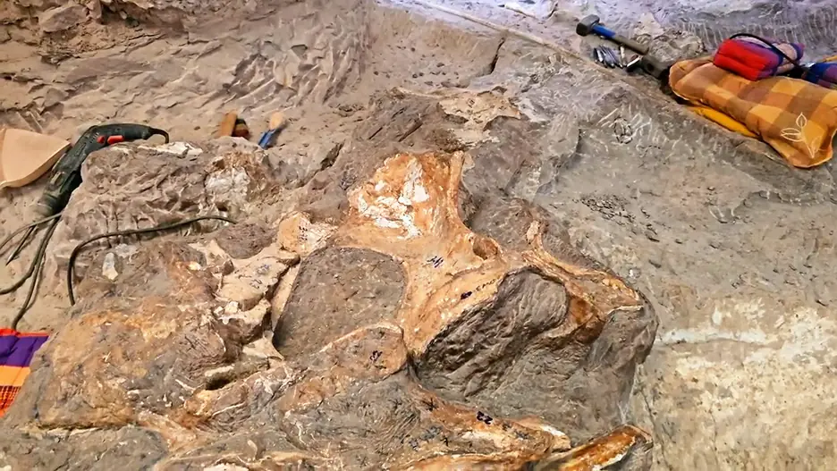 Thailand Temukan Sisa Fosil Dinosaurus Keenam Sejak 1976