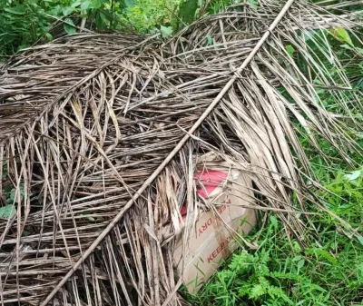 Di Aceh Timur, Bea Cukai Temukan Ratusan Slof Rokok Ilegal Disembunyikan di Kebun