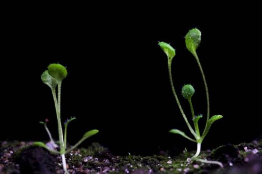 Hore, Arabidopsis Akhirnya 'To The Moon'